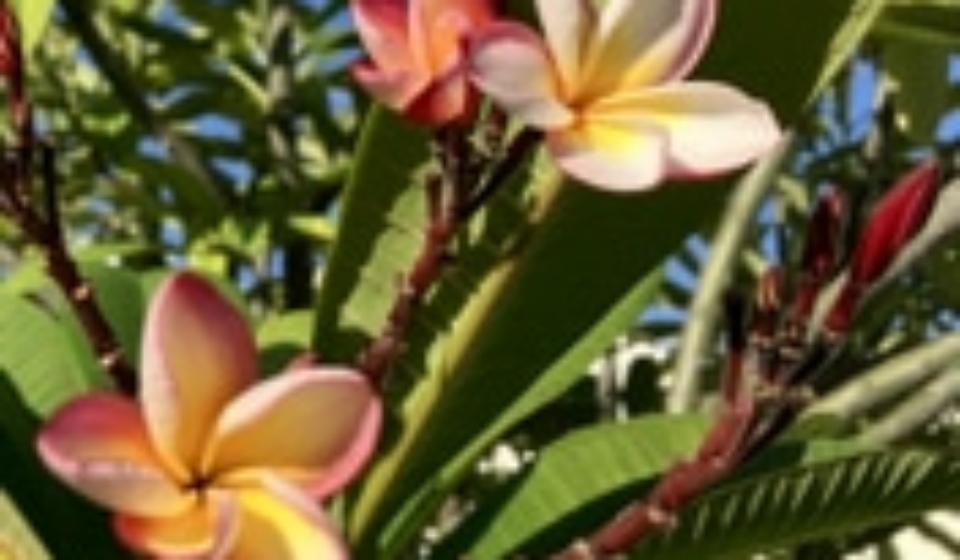 2025-02-20 14-25-06_878X883_176X177